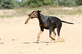 DOBERMANN 861